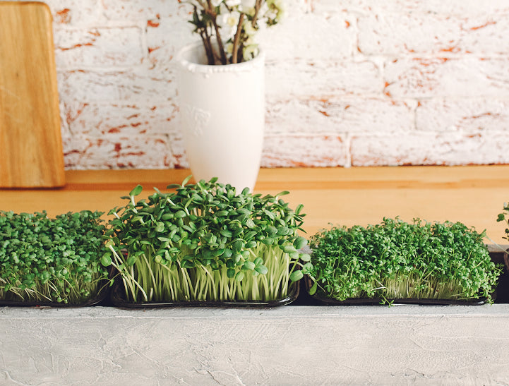 How to Grow Cress Microgreens Fast and Easy 