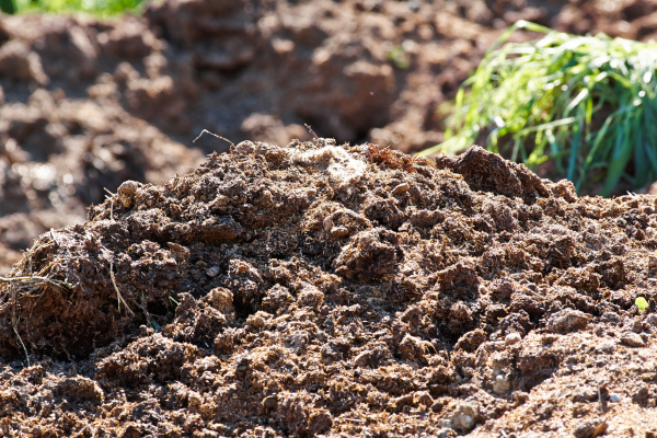 Ultimate Guide to Cow Dung and Its Benefits for Enhanced Plant Growth