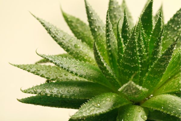 Easy Steps to Grow Aloe Vera at Home