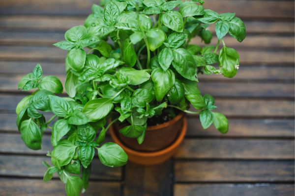 Step-by-step Guide on How to Grow Italian Basil Plant: Facts, Benefits, Uses & Care Tips