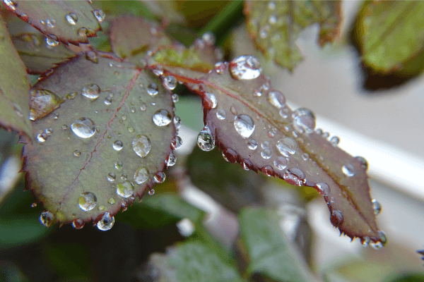 Top 5 Low-Light Indoor Plants Perfect for Monsoon Season and How to Care for Them