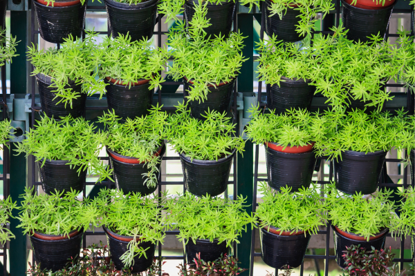 Everything You Need to Know About Vertical Gardening