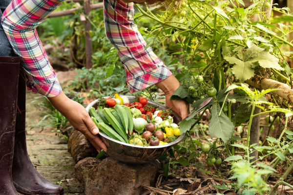 Step-By-Step Guide To Create Your Organic Vegetable Garden