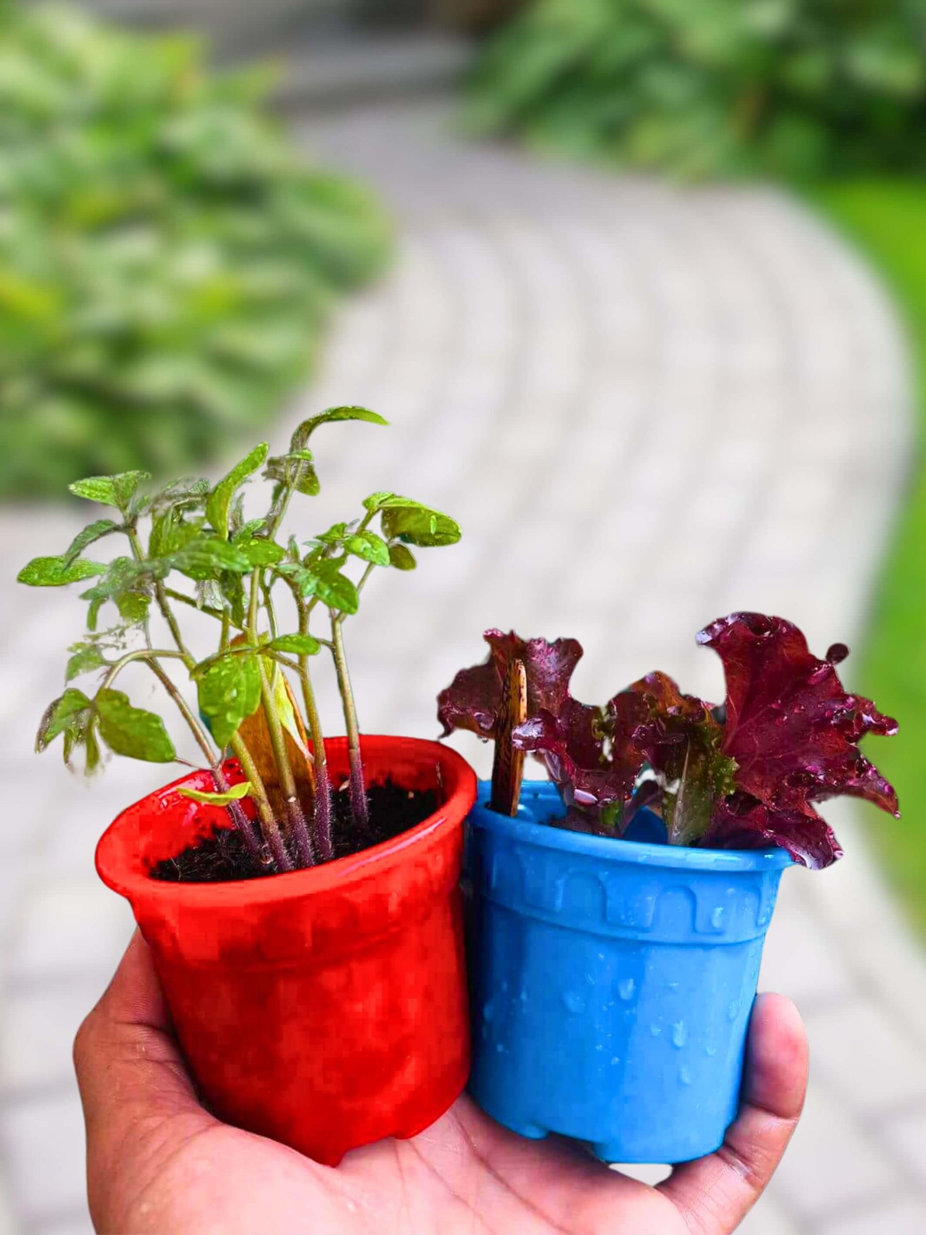 Salad Kit - Bell Peppers, Lettuce, Red Cherry Tomato